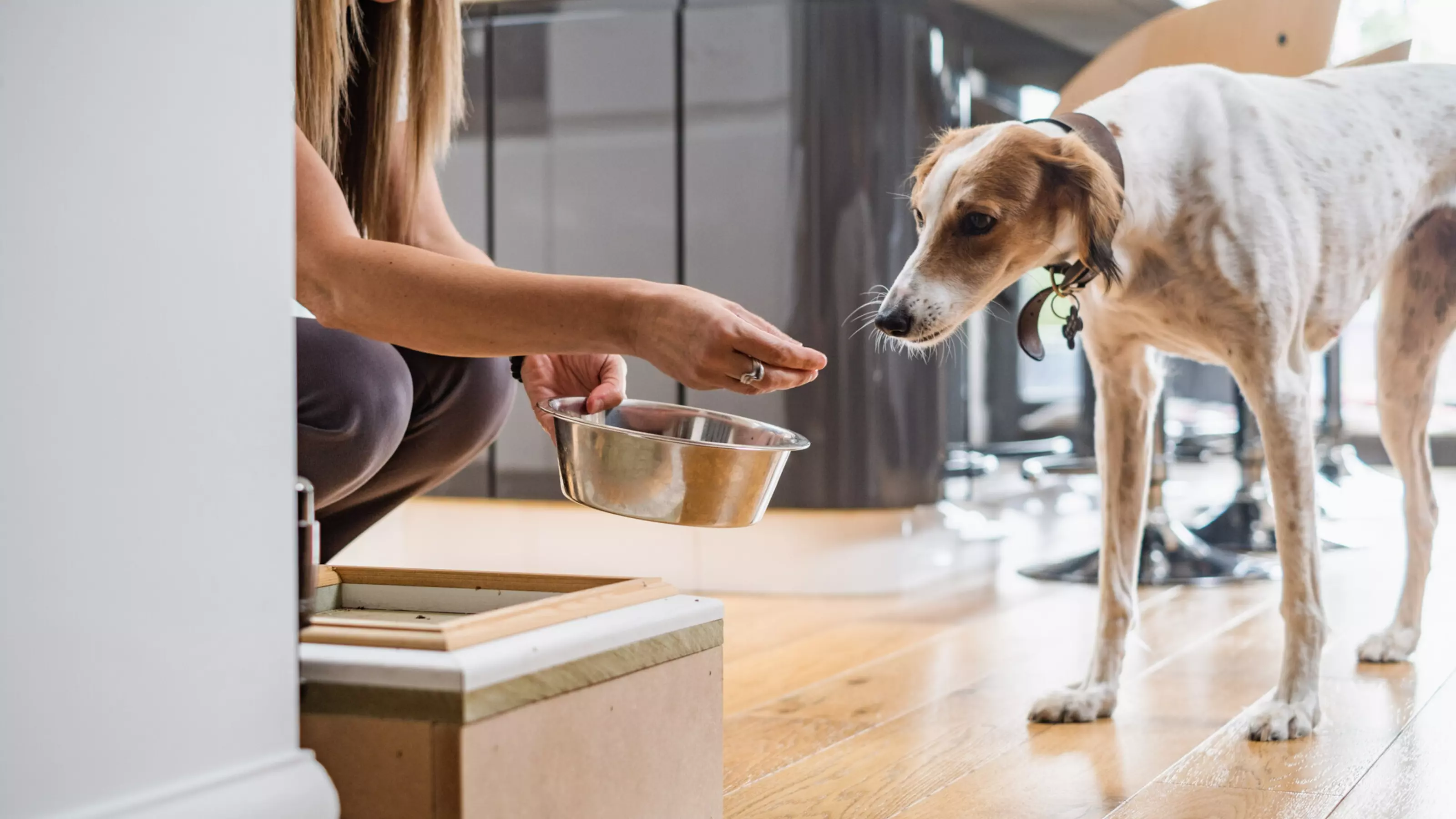 What Fruit and Veg Can Dogs Eat Blue Cross